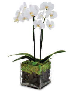 Indoor Green Plants & Orchid Care | City Line Plant Guides