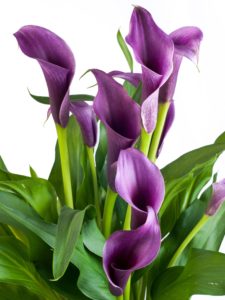 Purple Calla Lilies
