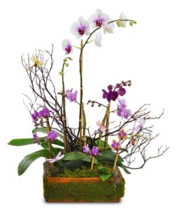 This beautiful assortment of the season's nicest orchid plants, combined together in a single container, is certain to produce years of enjoyment.