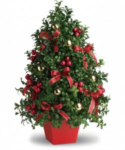 Boxwood Tree with red decor