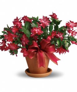 A flowering live Christmas cactus