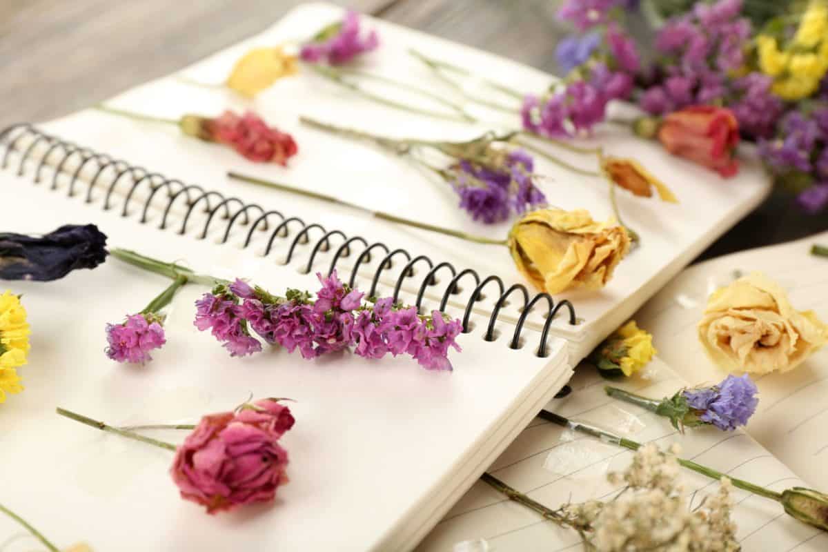 How to Press and Dry Flowers