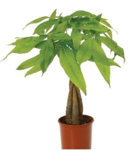 This is exactly what everyone needs... a money tree!