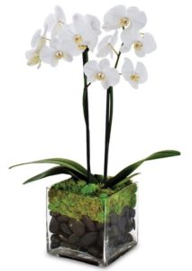 This beautiful White Phalaenopsis orchid plants arrive in a clear glass cube vase with river rock and moss
