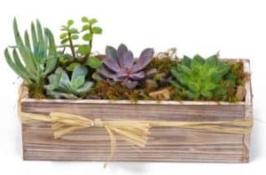 An design of echeveria succulents planted in a wooden rustic container. An easy to care for gift with flare