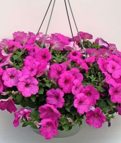 Flowering Hanging Basket