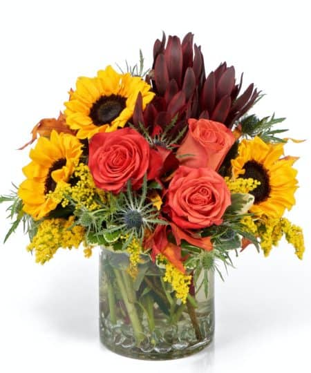 The "fall kaleidoscope" is the perfect arrangement to send during the autumnal season. This arrangement is designed in a contemporary low cylinder using harvest flowers such as Sunflowers, Roses, Thistle, Leucadendron & more. Great as a gift for a table, desk, or even can be used as a centerpiece for Thanksgiving. 