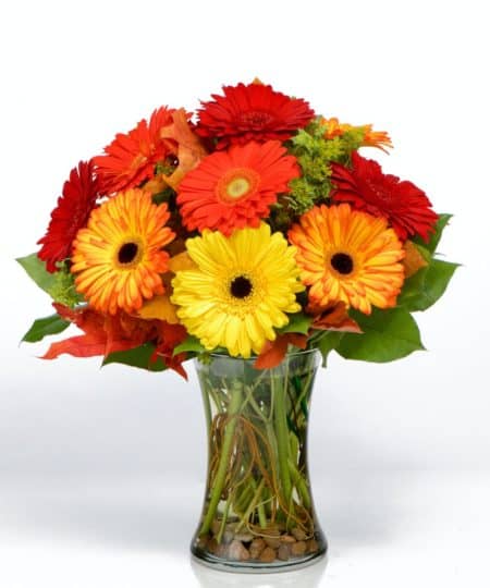 The warmth of the season radiates from this exuberant floral arrangement, featuring glorious gerberas in every color under the autumn sun. A beautiful assortment of fall colored Gerbera Daisies in the colors of Oranges, Reds, Yellows with accenting fall leaves as foliage. 